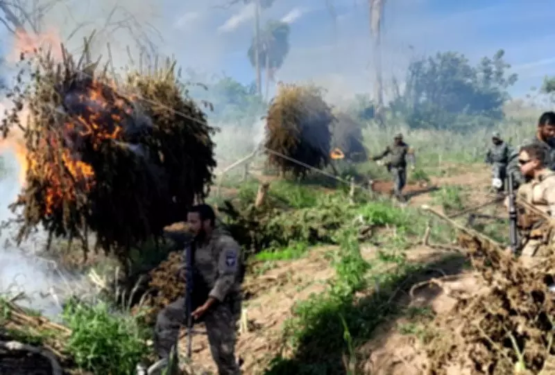 Operação conjunta Brasil-Paraguai apreende 809 toneladas de maconha