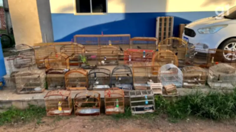 Operação do Ibama apreende 32 aves silvestres no Maranhão