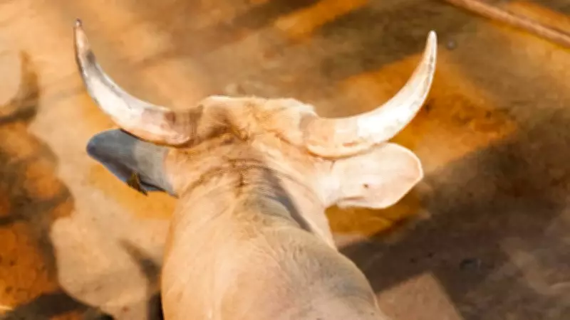 Peão morre após ser pisoteado por touro em rodeio em Votuporanga