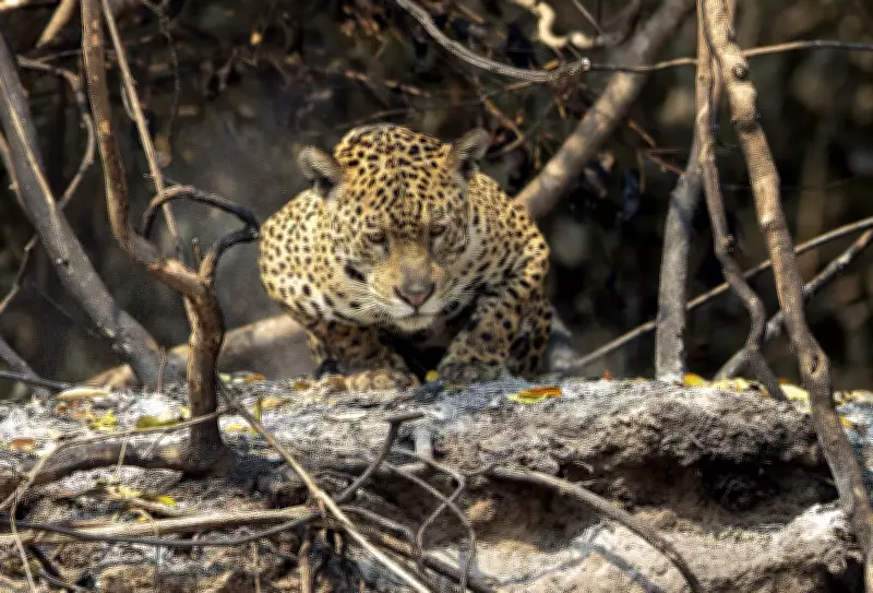 Pesquisa revela que 83% dos brasileiros exigem mais proteção aos animais silvestres