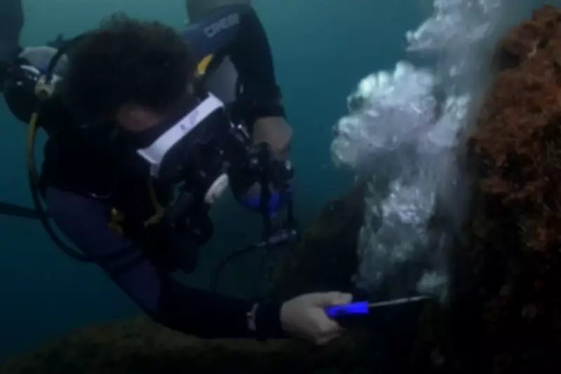 Pesquisadores criam pistola de ar para combater coral-sol invasor no Brasil
