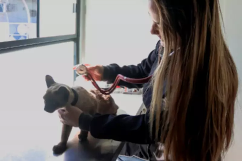 Pets têm atendimento gratuito em Campo Grande durante maio