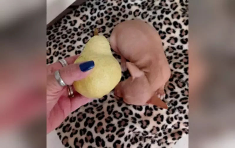 Pinscher abandonado doente em lixeira é resgatado e adotado em Boituva