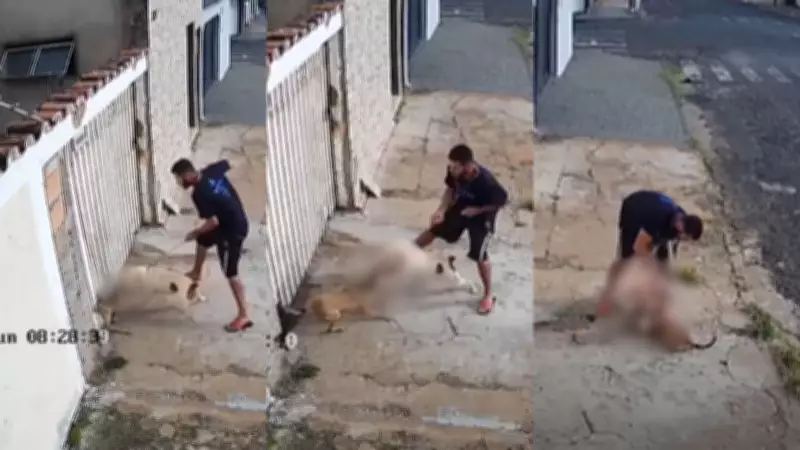 Pitbull ataca cadela por buraco em portão e a arrasta para fora em Uberlândia