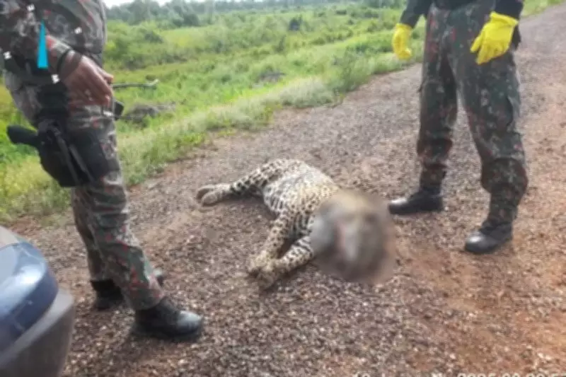 Plano nacional quer reduzir atropelamento de animais no Pantanal