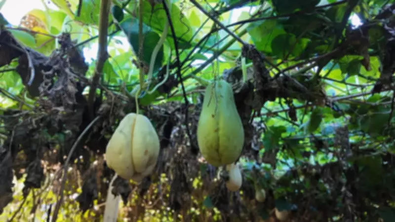 Plantação de chuchu com frutos de duas cores surpreende no Oeste do Paraná