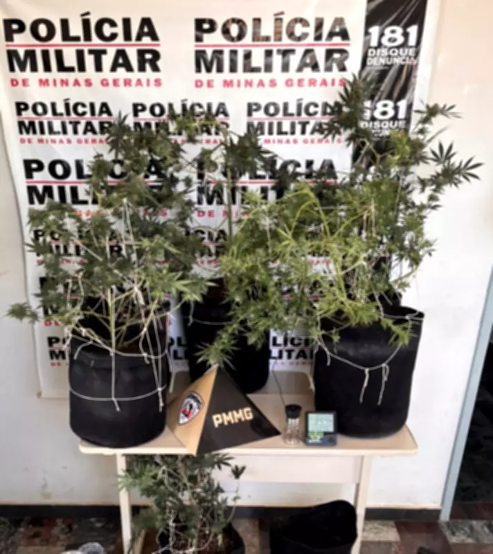 PM descobre estufa clandestina de maconha em Itapecerica; suspeito foge