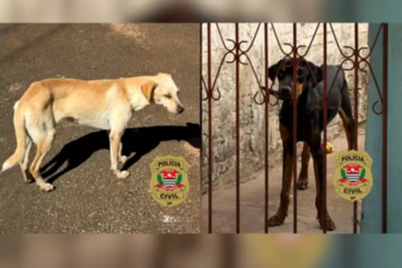 Polícia Civil resgata dois cães em situação de maus-tratos em Panorama (SP)