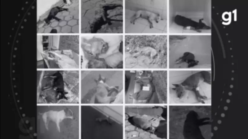 Polícia investiga morte de mais de 50 cães e gatos envenenados em Salinas