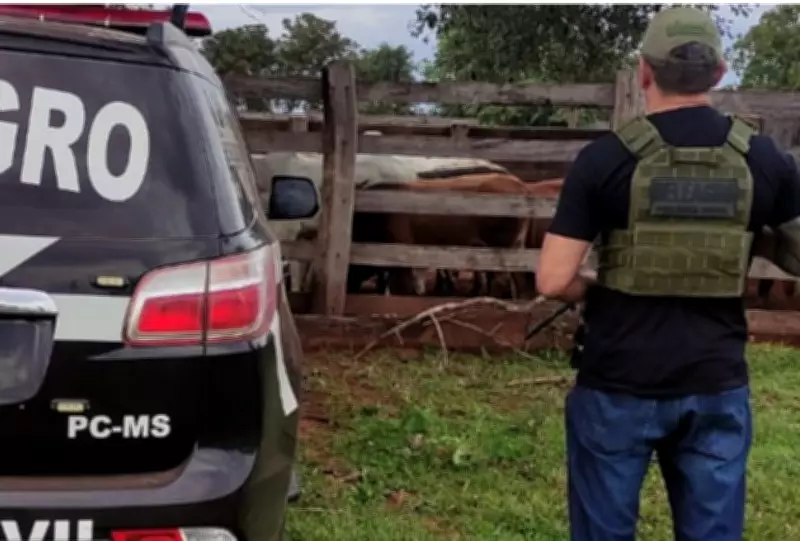 Polícia recupera 67 cabeças de gado furtadas em MS e prende dois