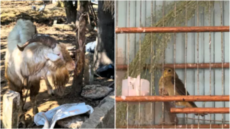 Polícia resgata 67 animais em situação de maus-tratos em Salto (SP)