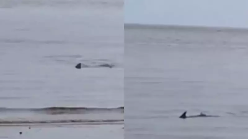 Possível tubarão é flagrado em águas rasas na Praia do Jacamim em São Luís