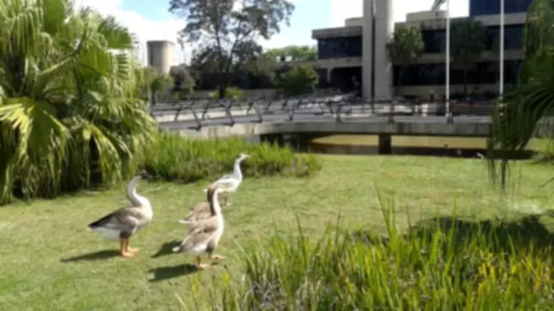 Prefeitura de Sorocaba retira aves do lago após morte de patos