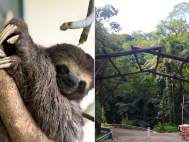 Preguiça atropelada volta à natureza após cirurgia e 60 dias de tratamento