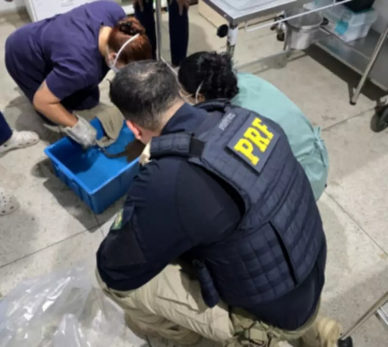 PRF resgata seis arraias transportadas em sacos plásticos na BR-316 no Pará