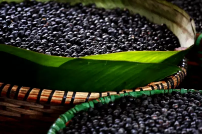 Produção agrícola do Amapá cresce com açaí, mas mandioca preocupa, diz IBGE
