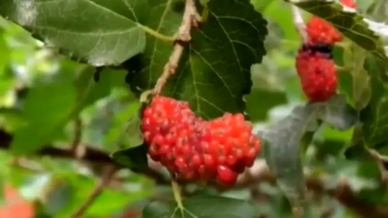 Produção de mudas frutíferas vira passatempo em propriedade no nordeste