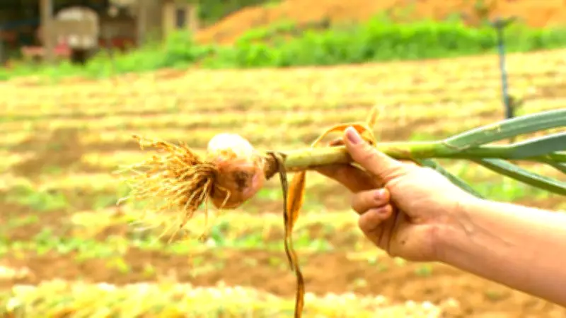 Produtores de alho no Brasil enfrentam crise com importação e preço baixo
