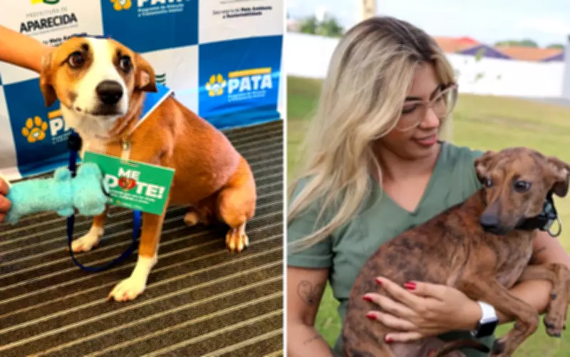 Programa em Aparecida de Goiânia controla população animal com castração e microchip