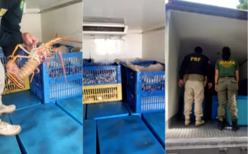 Quase 1 tonelada de lagosta é apreendida na BR-101 em Canguaretama