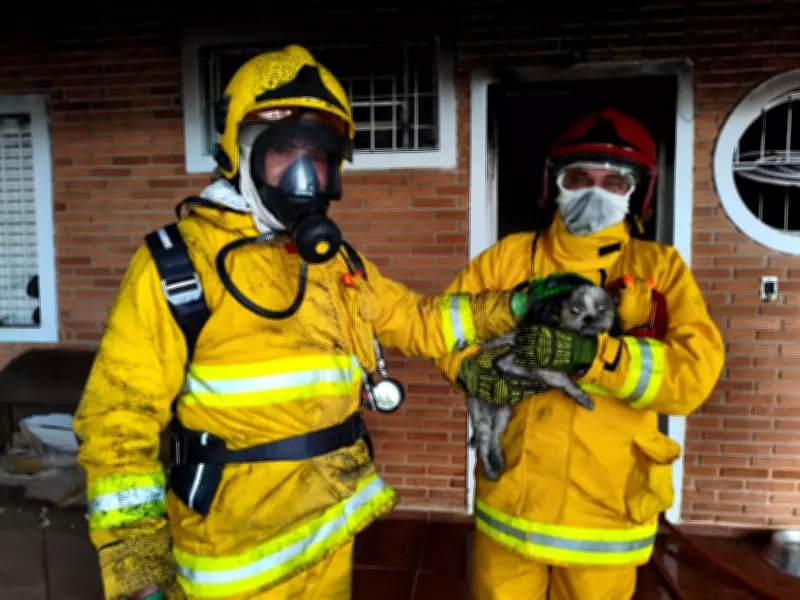 Quatro cães são resgatados de incêndio em Mogi Mirim (SP)
