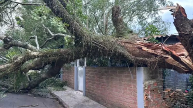 Queda de árvore destrói parcialmente casa em Porto Alegre durante temporal