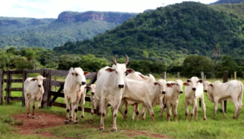 Rastreabilidade bovina individual começa a ser implantada no Tocantins