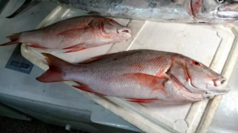 Rastreamento de peixes é essencial para combater ciguatera, diz especialista
