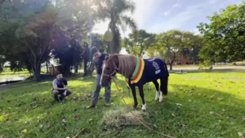Reencontro emocionante: veterinário de Sorocaba revê cavalo Caramelo resgatado no RS