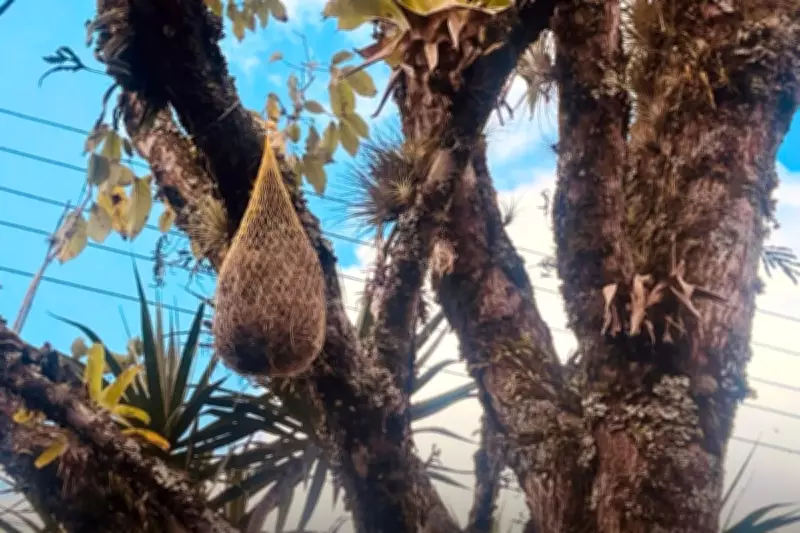 Registro (SP) usa bromélias como biomonitores naturais da poluição do ar