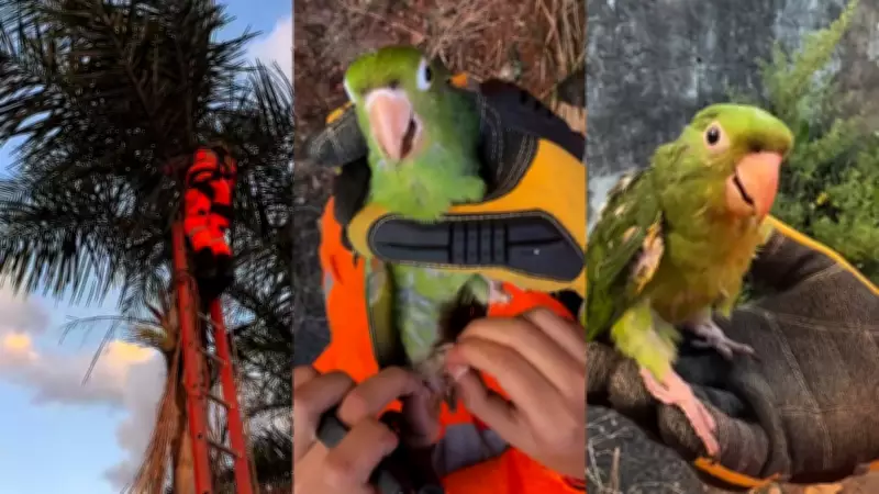 Resgate de maritaca presa a linha de pipa em Uberlândia emociona redes