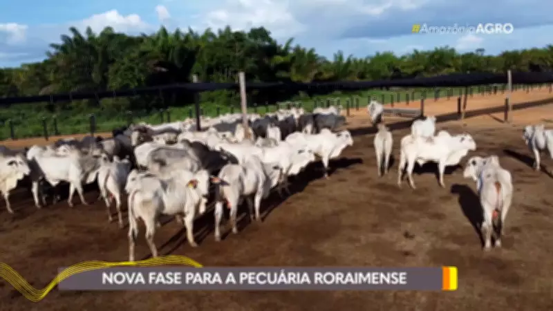 Roraima inaugura 1ª estação pré-embarque para exportação de gado vivo no Cantá