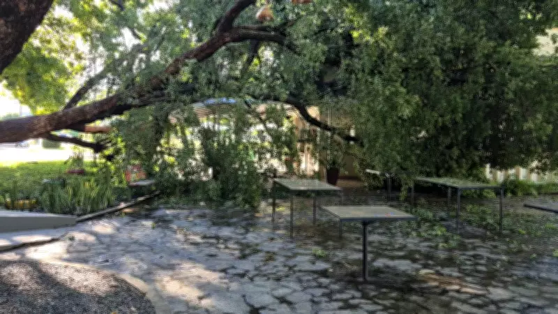 Árvore cai e atinge cafeteria no Centro Cívico de Boa Vista; ninguém se feriu