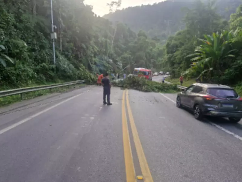 Árvore cai e interdita Rodovia Rio-Santos em Angra dos Reis