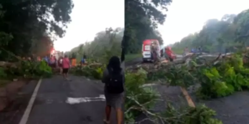 Árvore cai na PA-391 e atinge motociclista em Santa Bárbara do Pará