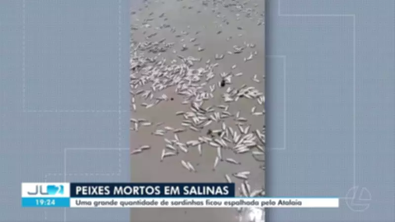 Sardinhas mortas cobrem praia do Atalaia em Salinópolis, PA
