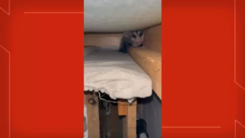 Saruê é resgatado após invadir casa e se esconder dentro de sofá no DF