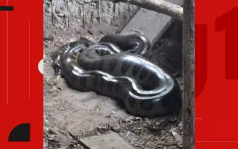 Sucuri de 'barriga cheia' é resgatada em galinheiro na Bahia
