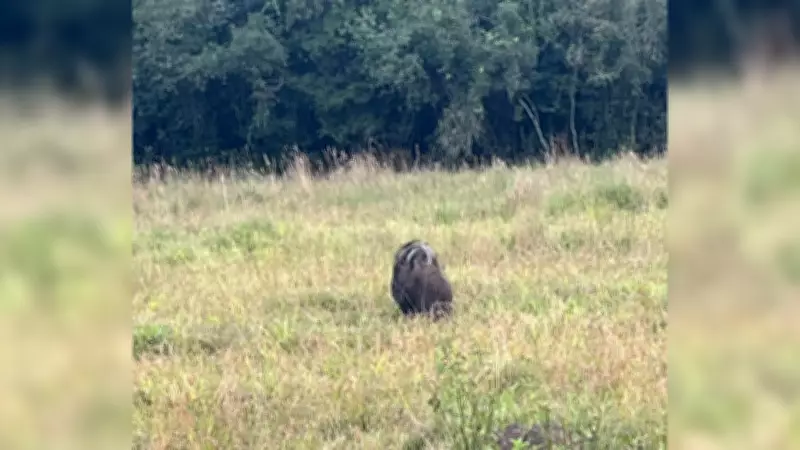 Tamanduá-bandeira carrega filhote nas costas em zona rural de Guareí
