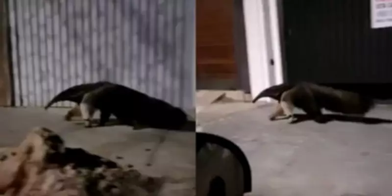 Tamanduá-bandeira é resgatado após circular pelo centro de Bauru