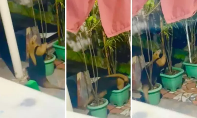Tamanduá-mirim invade quintal e surpreende família em Bangu, no Rio