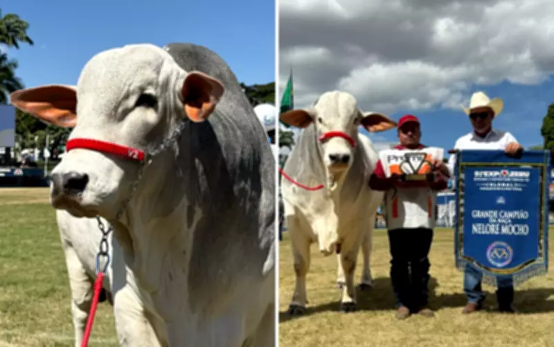 Touro goiano Maverick da Louz é Grande Campeão da ExpoZebu 2026 na categoria Nelore Mocho