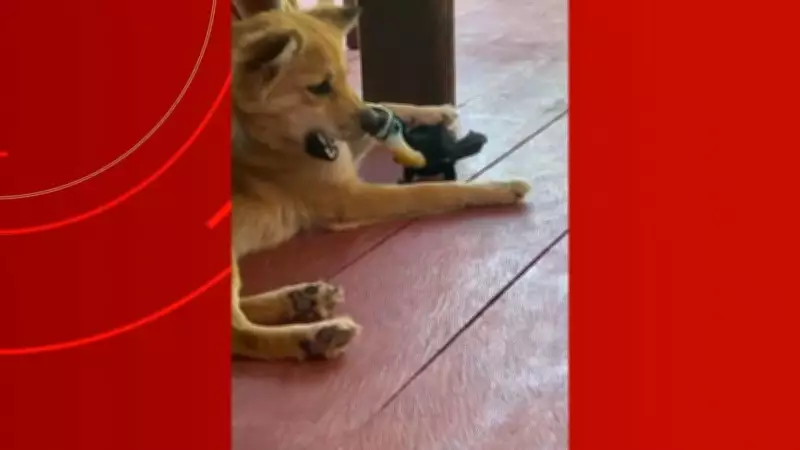 Tucano e cachorro brincam em amizade inusitada no Amazonas