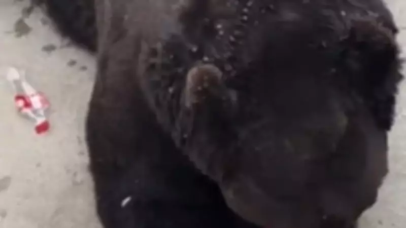 Urso abre garrafa de Coca-Cola sozinho e viraliza na China