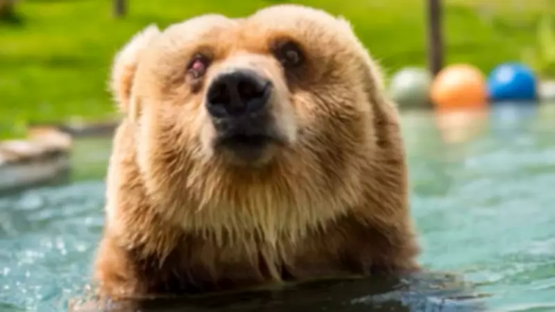 Urso-pardo Verrú, resgatado após 20 anos em circo, morre em santuário em SP