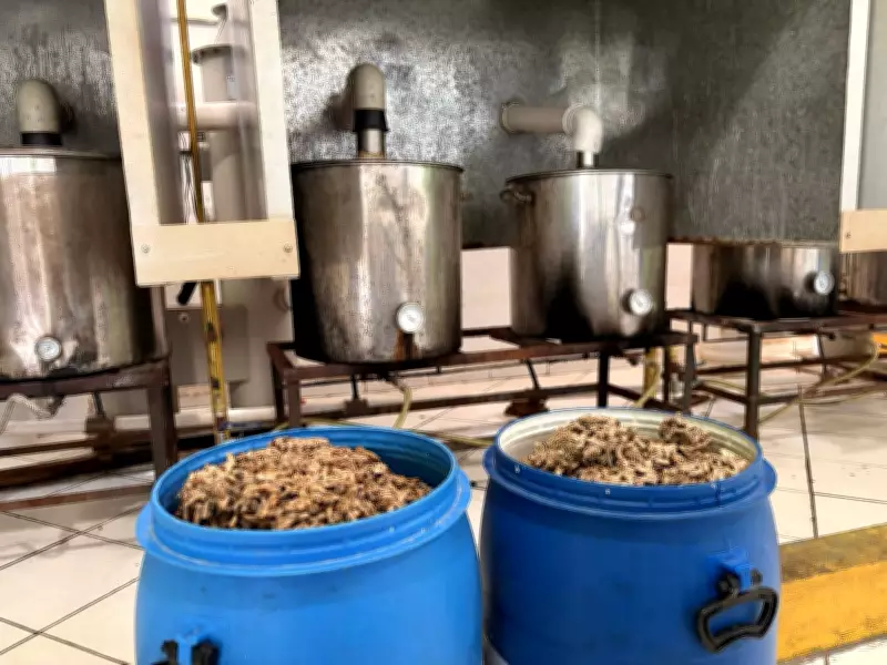 Usina de reciclagem transforma bitucas de cigarro em artesanato em Votorantim
