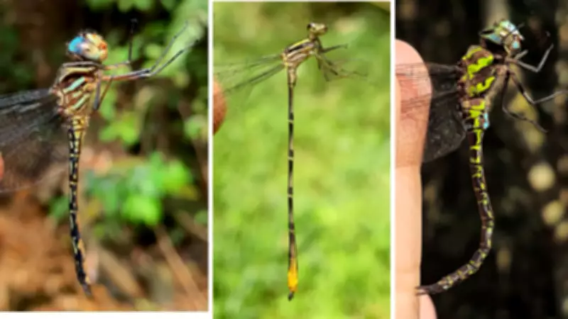 USP descobre 22 espécies de libélula na Serra do Japi, três inéditas em SP