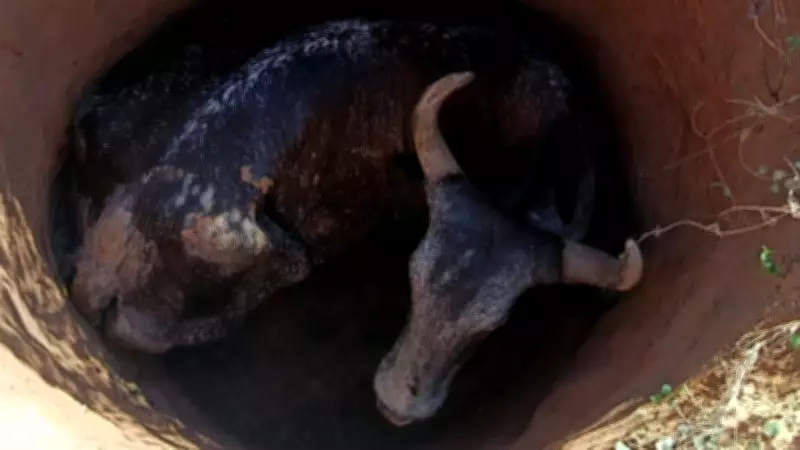 Vaca cai em cisterna de 2,5 m e é resgatada pelos bombeiros em MG