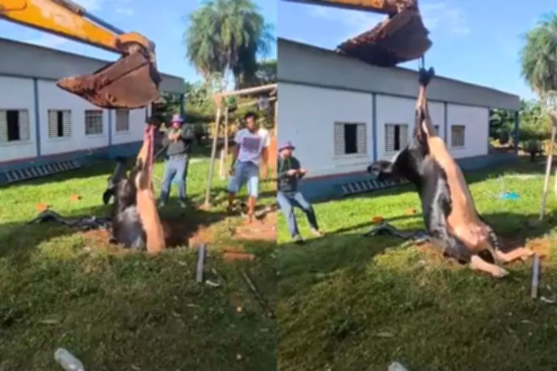 Vaca é resgatada de fossa desativada por bombeiros em Três Lagoas