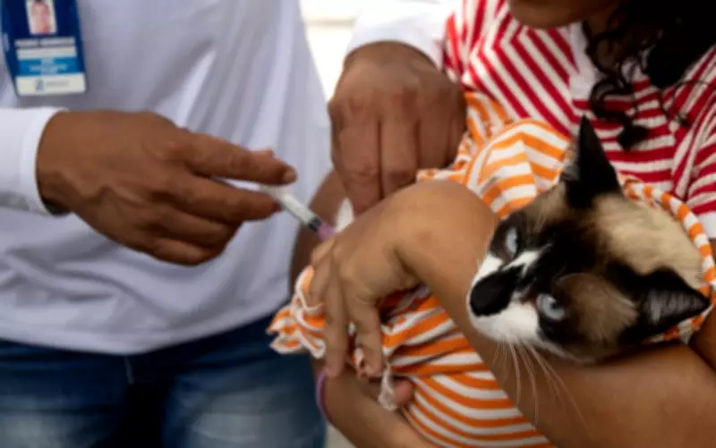 Vacinação antirrábica gratuita para cães e gatos em Aracaju neste fim de semana